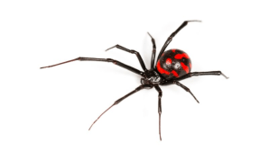 Black widow spider showing red warning markings on its abdomen.