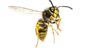 Yellowjacket wasp showing black-and-yellow warning coloration.